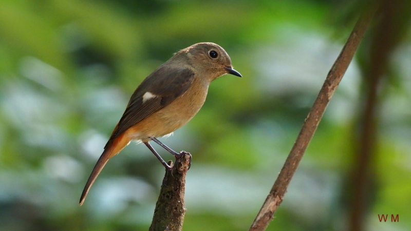 DaurianRedstart2.jpg