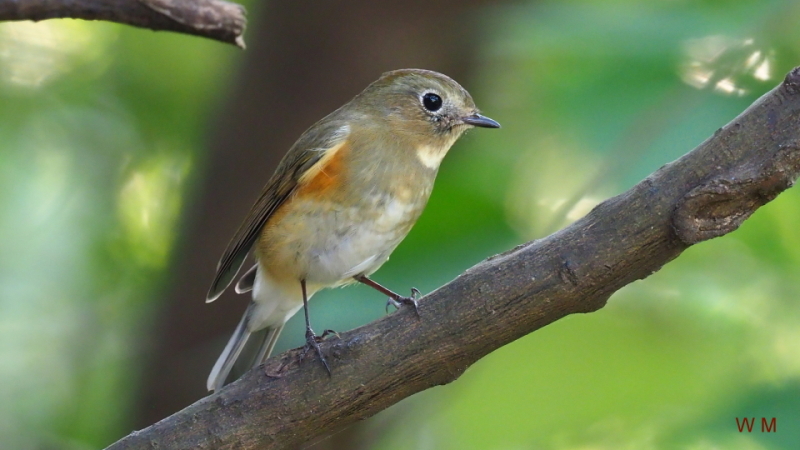 Red-flankedBluetail1.jpg