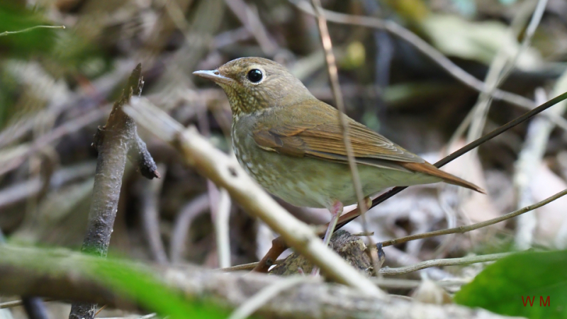 Rufous-tailedRobin.jpg