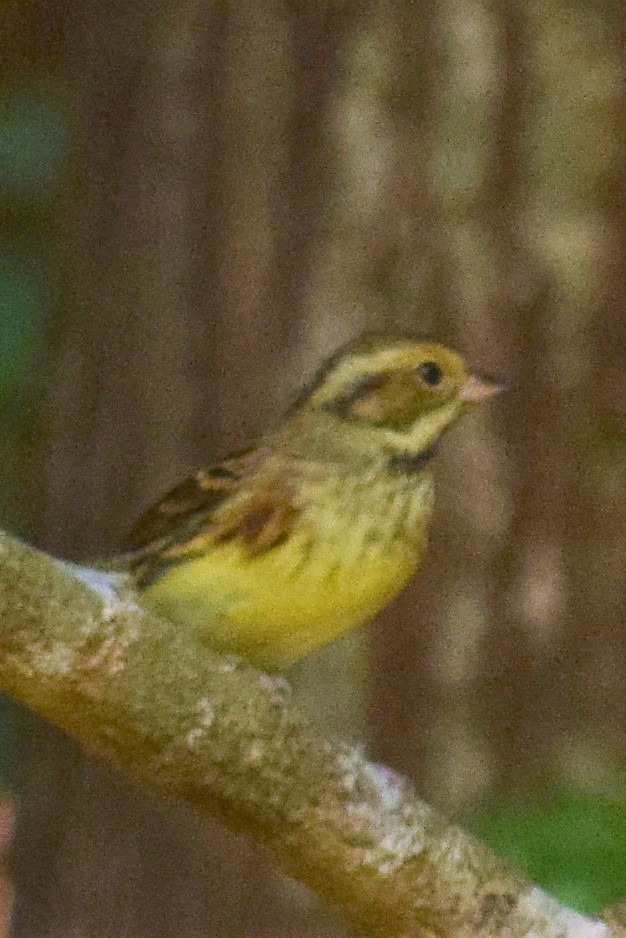 bird014101.jpg