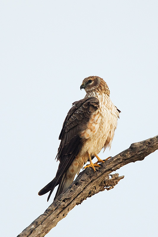 Pallid harrier female.jpg