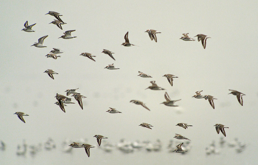 kentish plovers flight G1_1200026.jpg