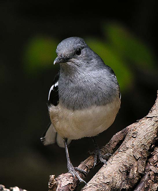 magpie robin.femaleDSCN0117.jpg