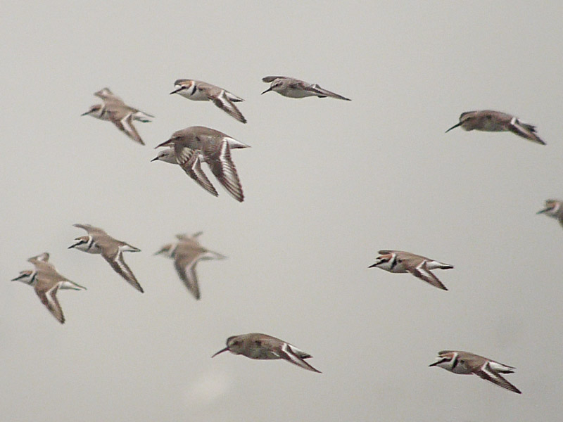 unknown plovers G1_1200060.jpg