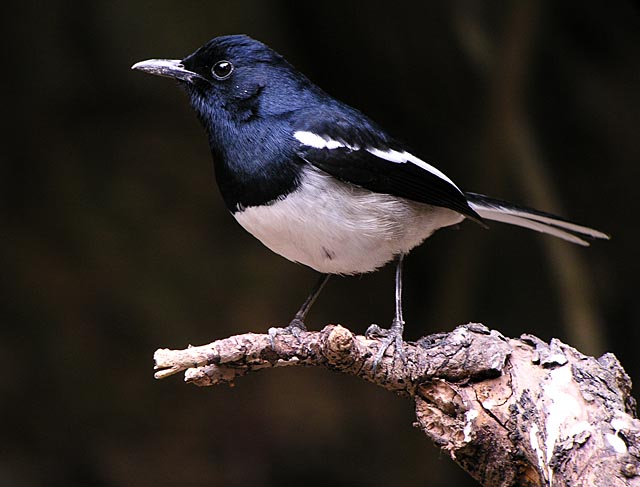 magpie robin.maleDSCN0088.jpg