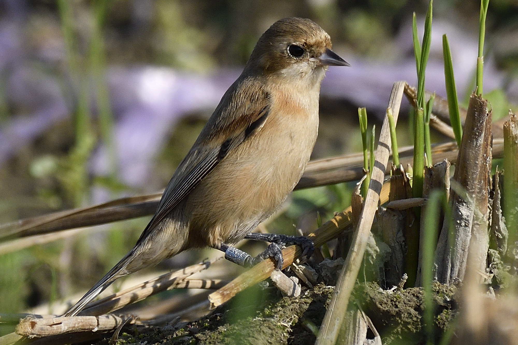 Chinese Penduline Tit F_001.jpg