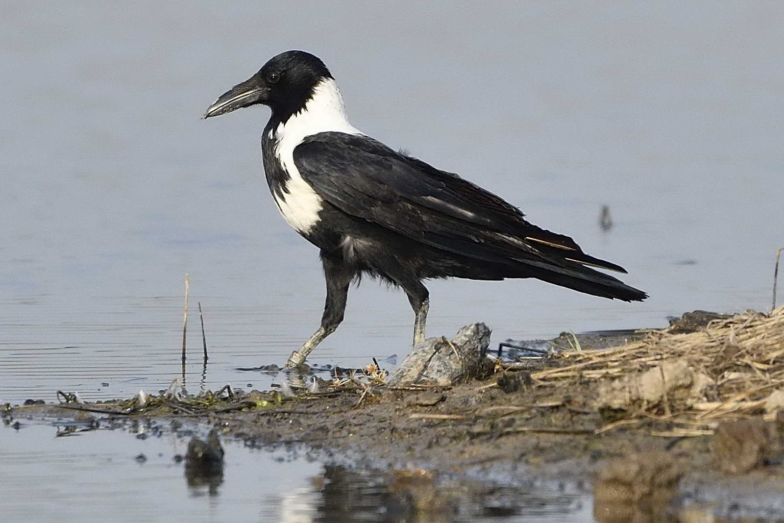 Collared Crow ringed 2_resize.jpg