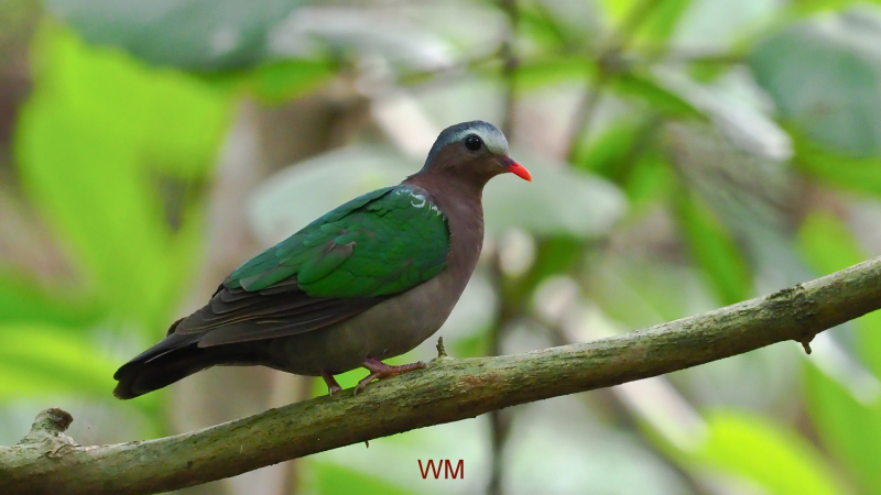 Emerald Dove.jpg