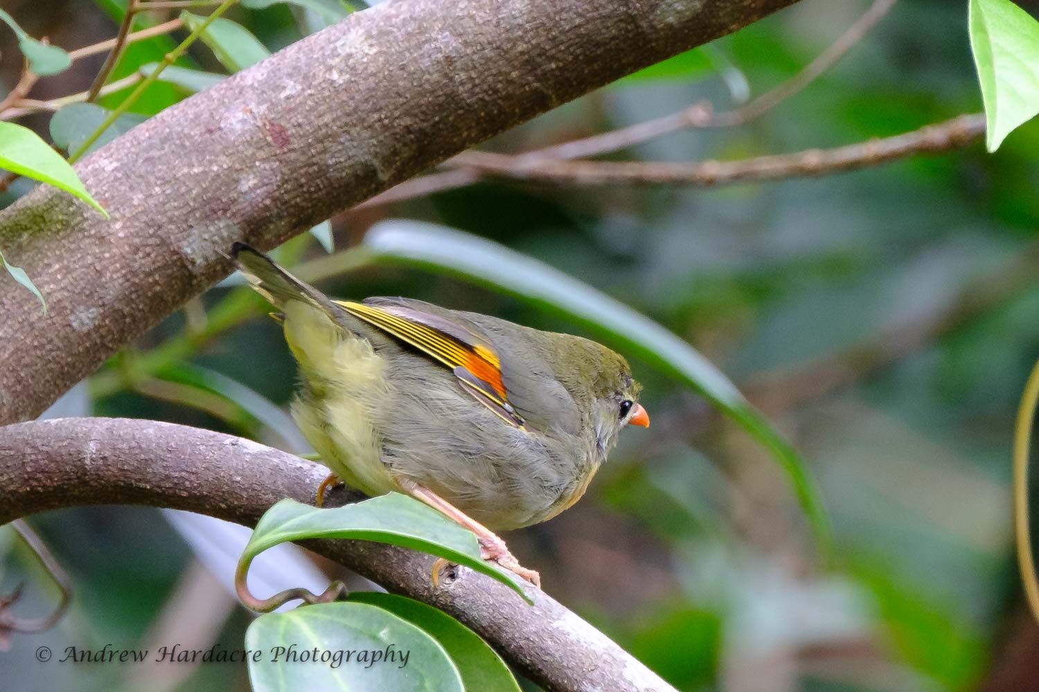 Leiothrix lutea.jpg