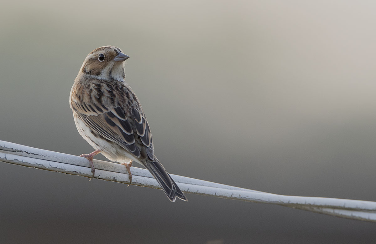 Little Bunting 875A9194.jpg