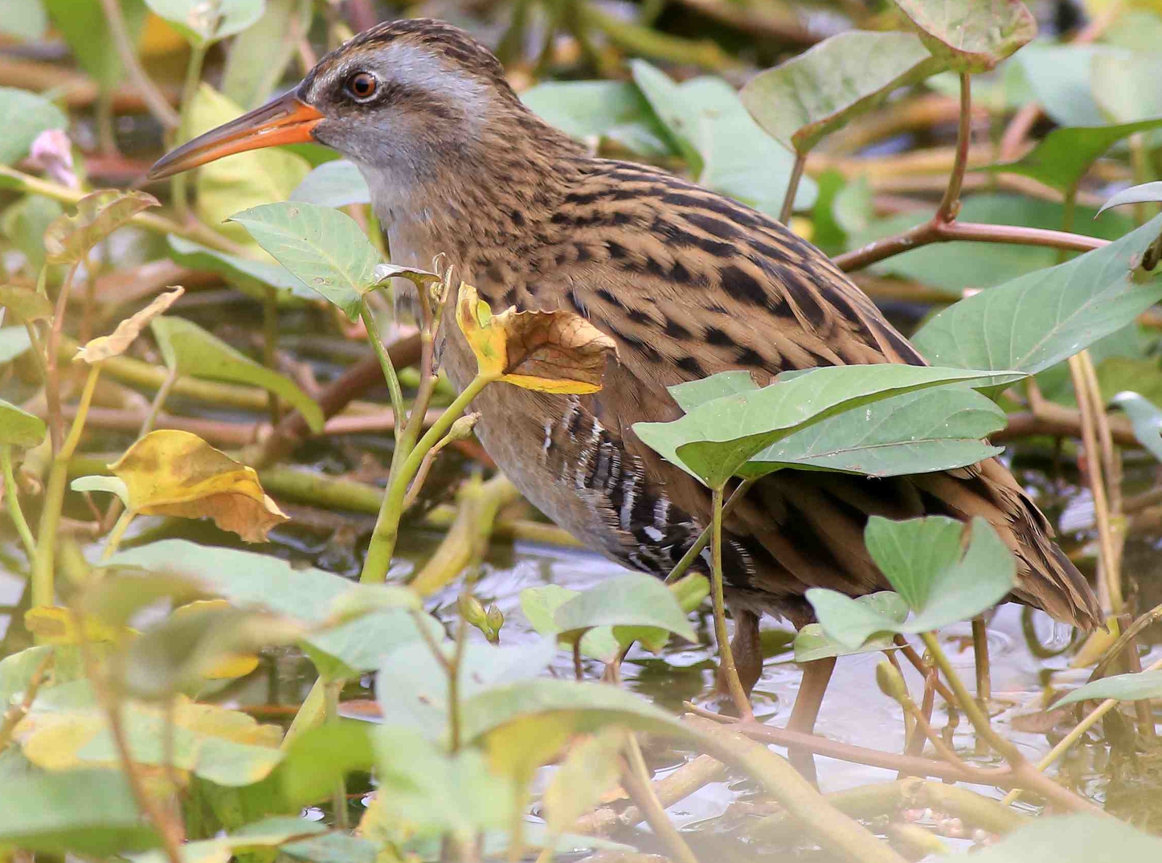 Water Rail 4a.jpg