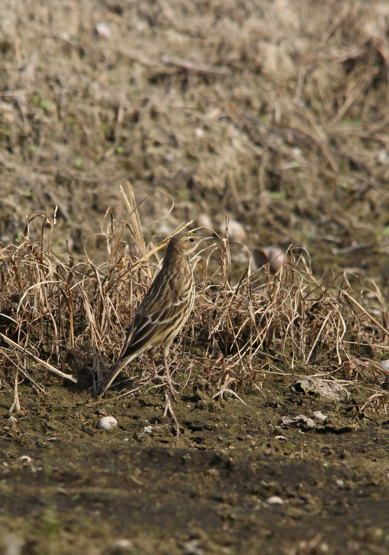 IMG_2731 Pipit Resized.jpg