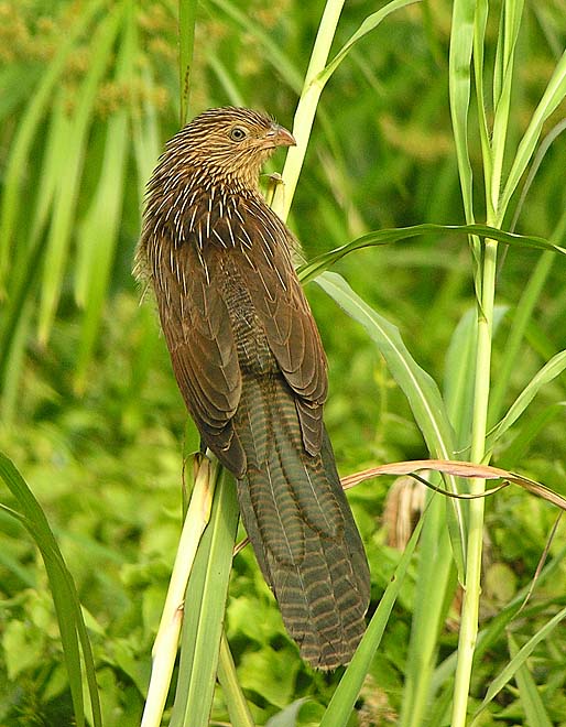 lesser coucal.imm DSCN1322.jpg