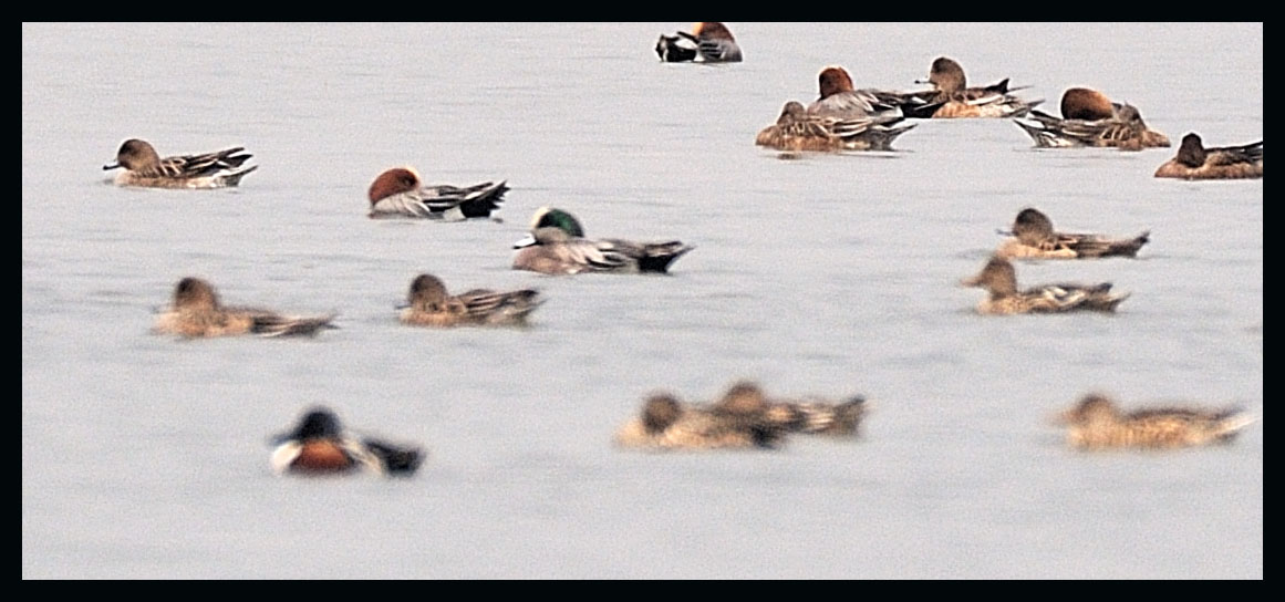 American Wigeon.jpg