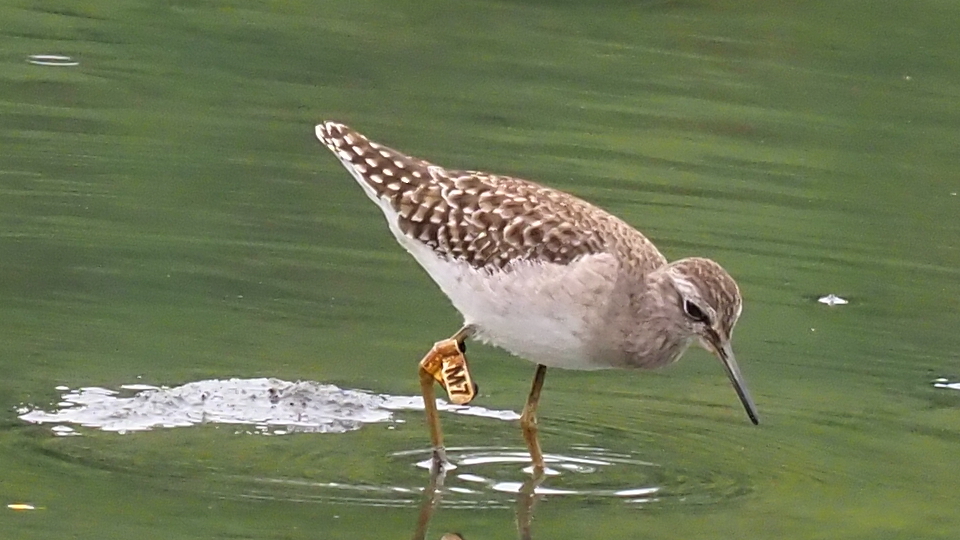 WoodSandpiper2.jpg