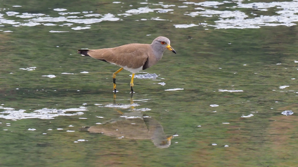 Grey-headedLapwing2.jpg