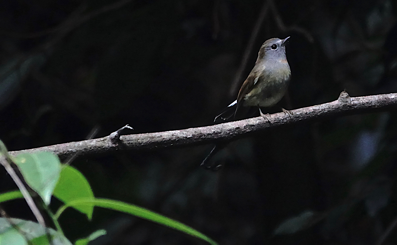 DSC09360 Rufous-gorgetted Flycatcher @ Ng Tung Chai.jpg