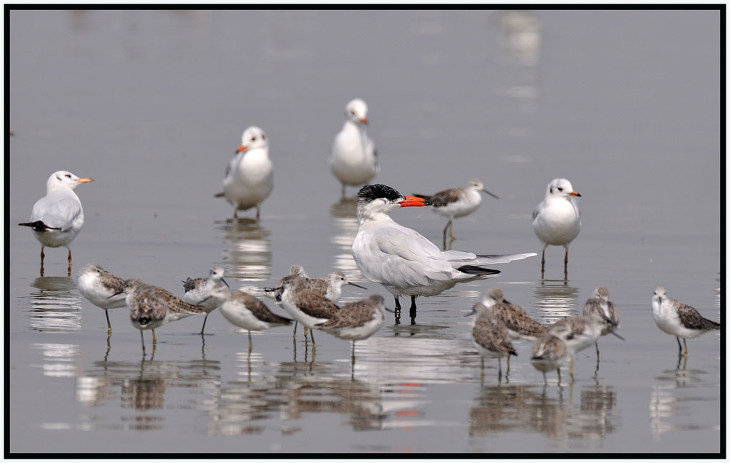 Caspian Tern 紅咀巨鷗 4.jpg