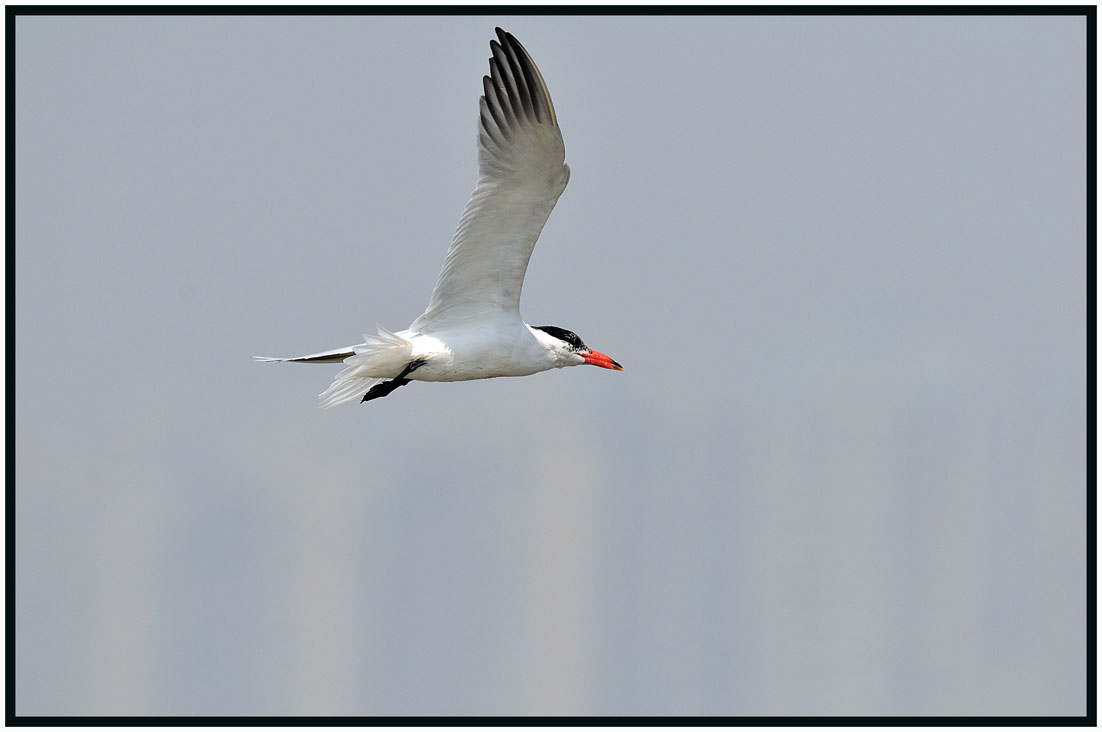 Caspian Tern 紅咀巨鷗 5.jpg