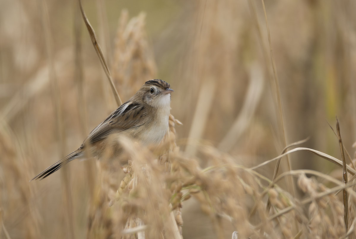 Zitting Cisticola DSC05980.jpg