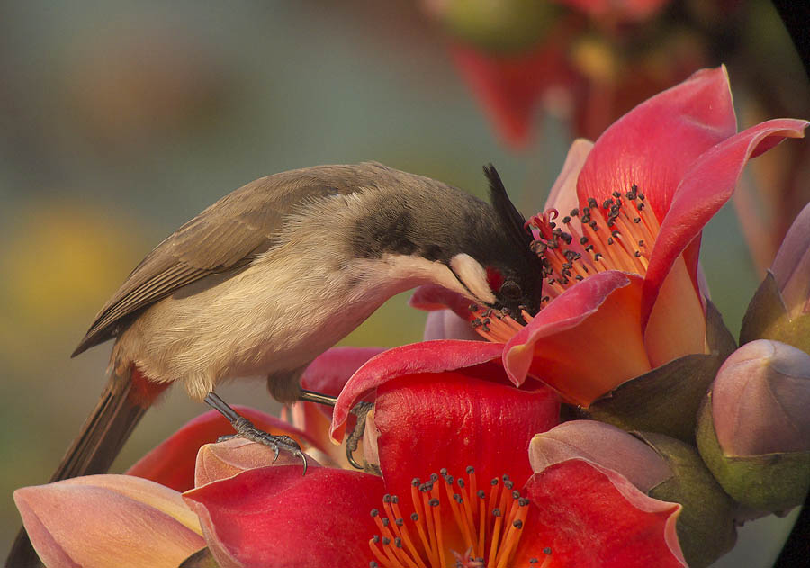 rwbulbul flowers G1_1220043.jpg