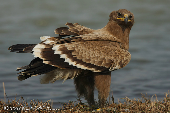 birds20080126_DCKC9842.jpg