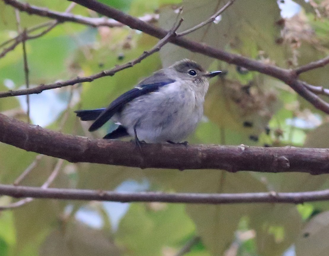 Ultramarine Flycatcher (1st winter).jpg