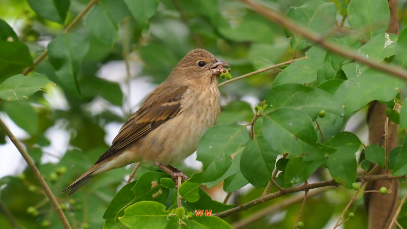 CommonRosefinch(F).jpg