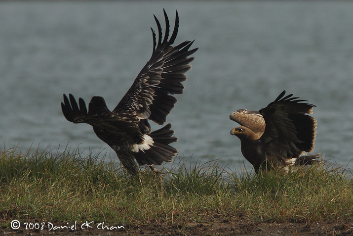 birds20080134_DCKC0006.jpg