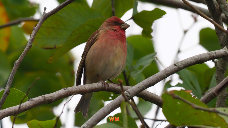 CommonRosefinch(M).jpg