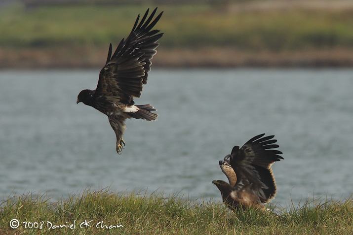 birds20080137_DCKC0009.jpg