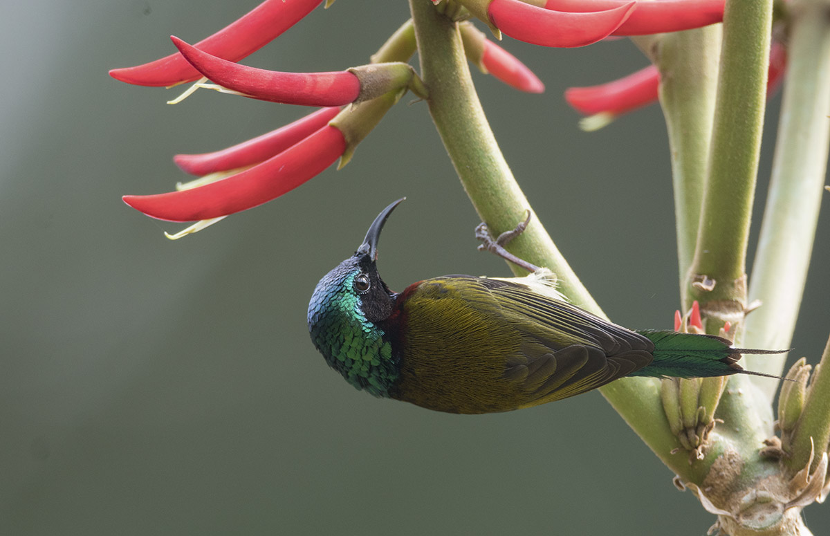 Fork-tailed Sunbird DSC06190.jpg