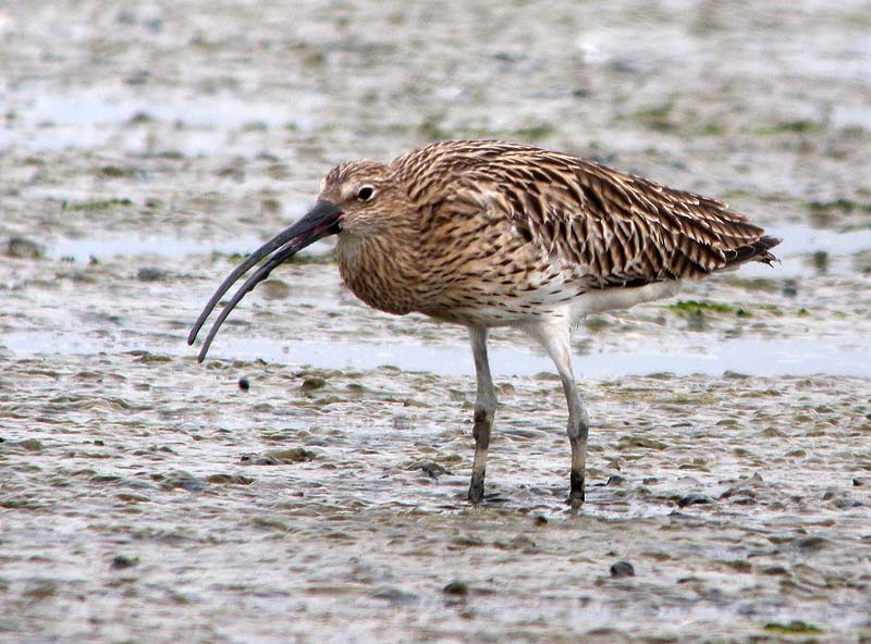 eurasian curlew breed P6000 DSCN9830.jpg