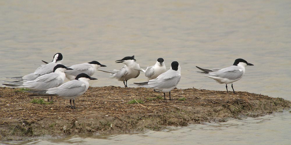 gull billed terns_1220938.jpg