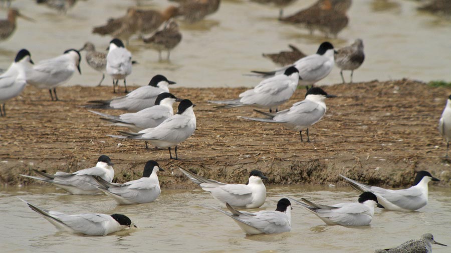 gulled billed terns G1 sw45x_1220842.jpg