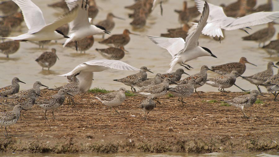 gull billed terns great knots G1 sw45x_1220888.jpg