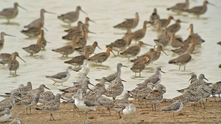 great knots breed godwits G1 sw45x_1220776.jpg