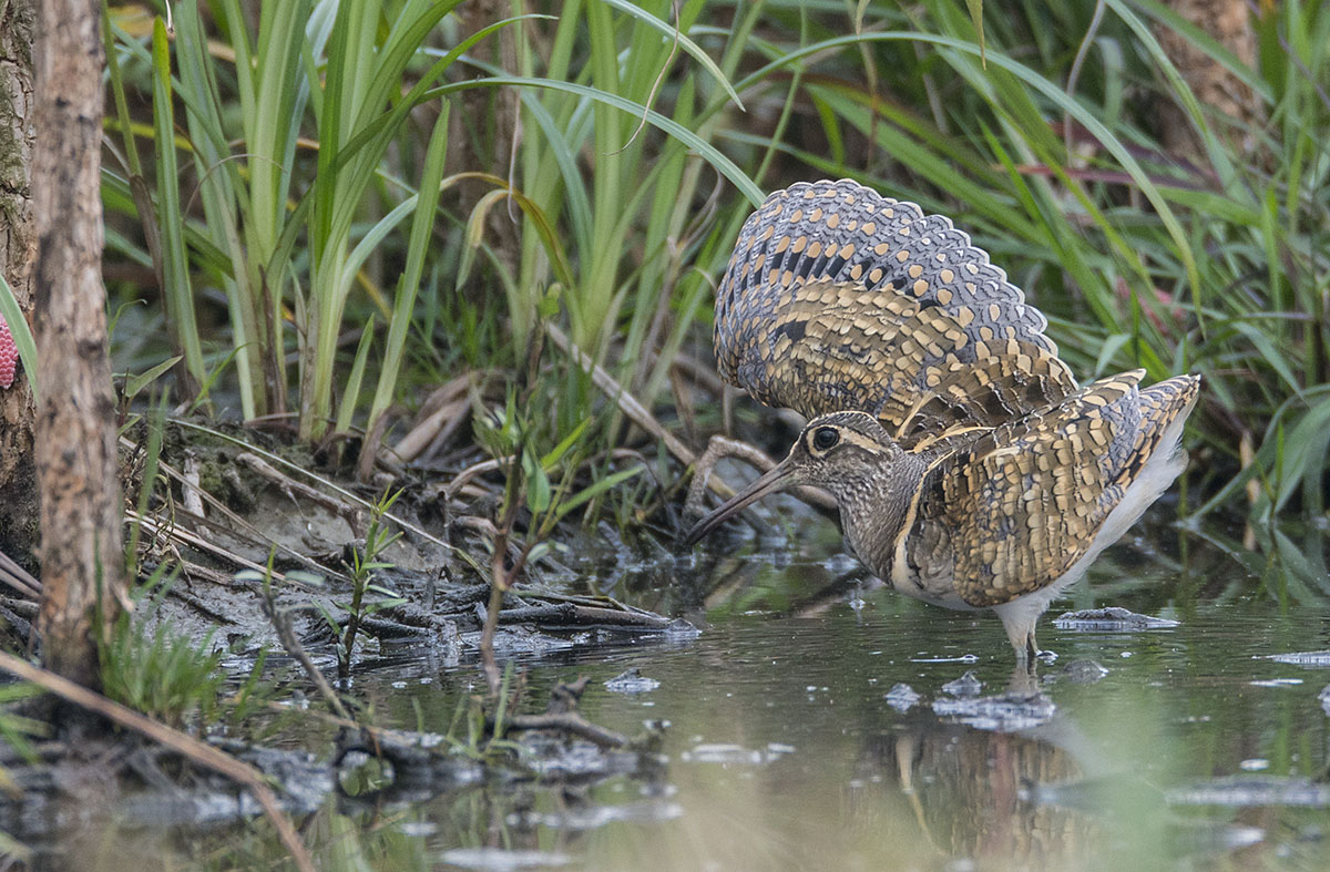 Greater Painted Snipe DSC00892.jpg