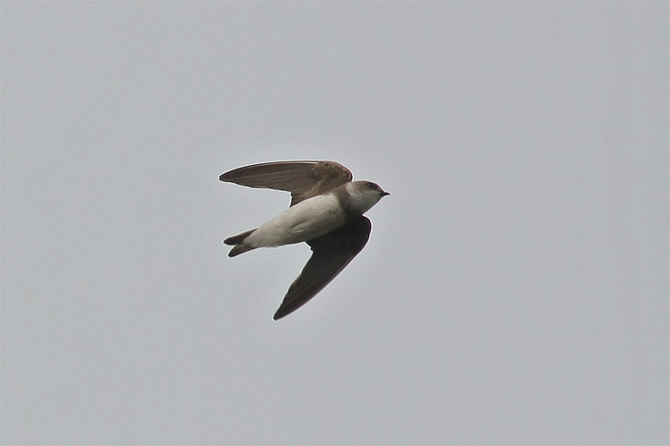 Pale Martin.jpg