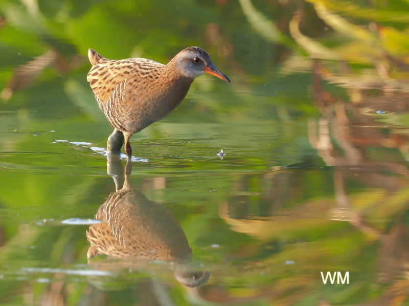 WaterRail2.jpg