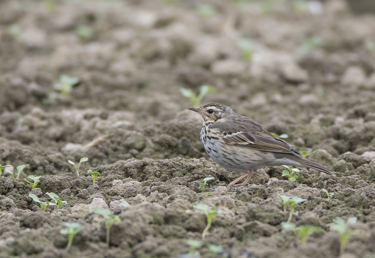 Rosy Pipit S DSC01581.jpg