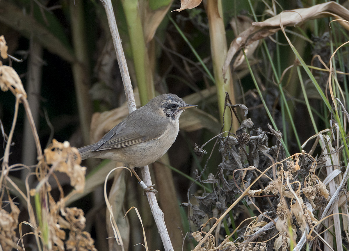 Dusk Warbler DSC01821.jpg