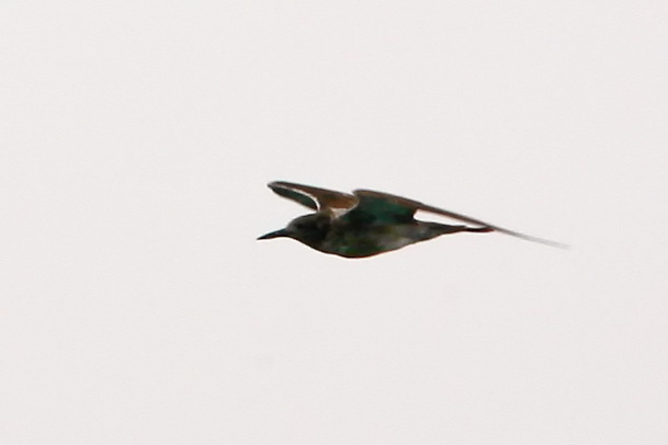 sooty tern-PT-090405-2.jpg