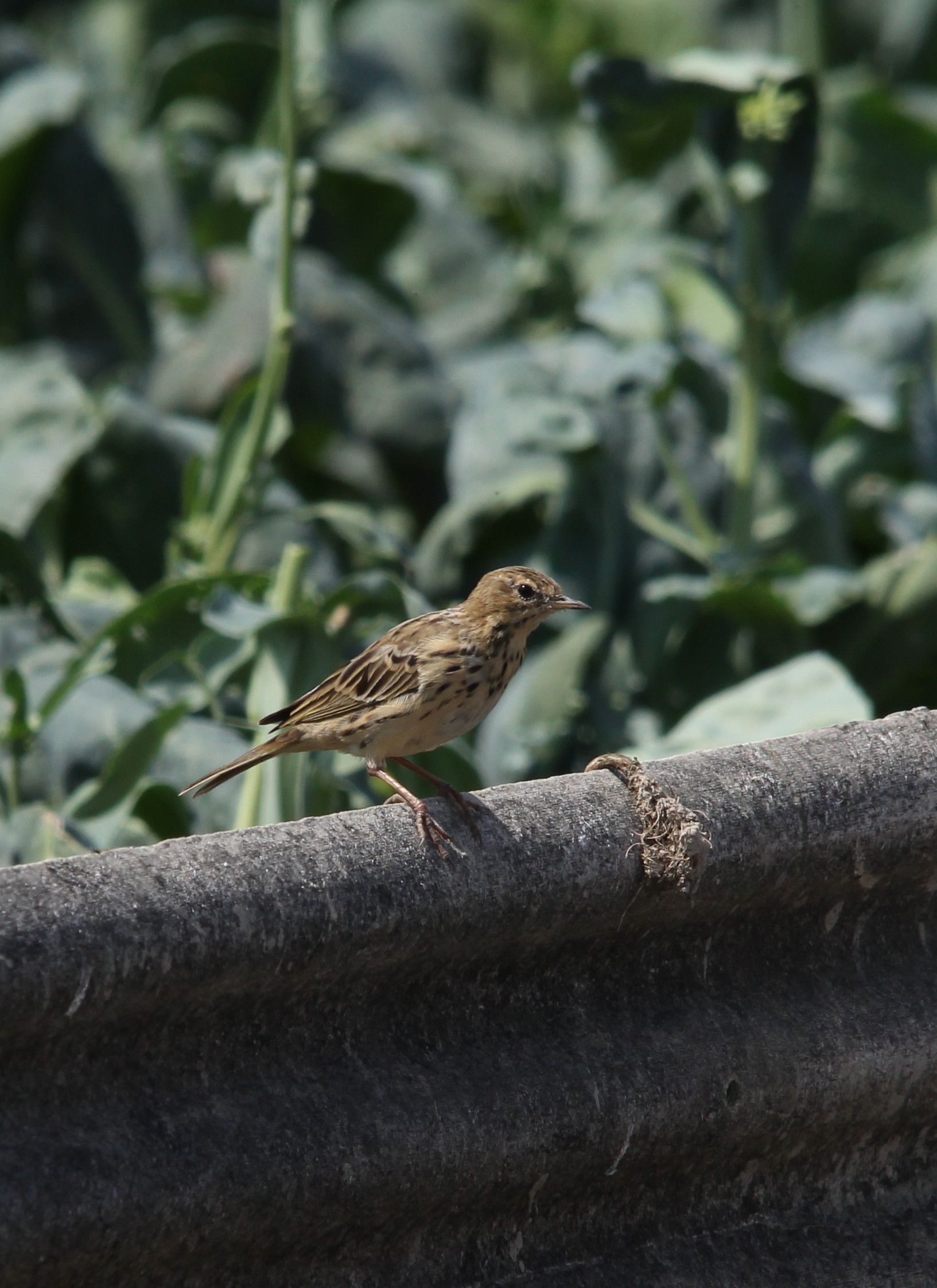 IMG_4501 Pipit.jpg