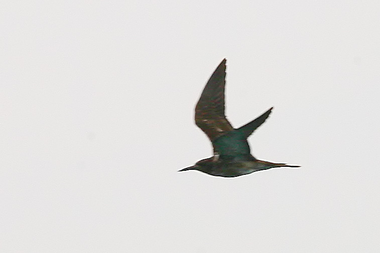 sooty tern-PT-090405-3.jpg