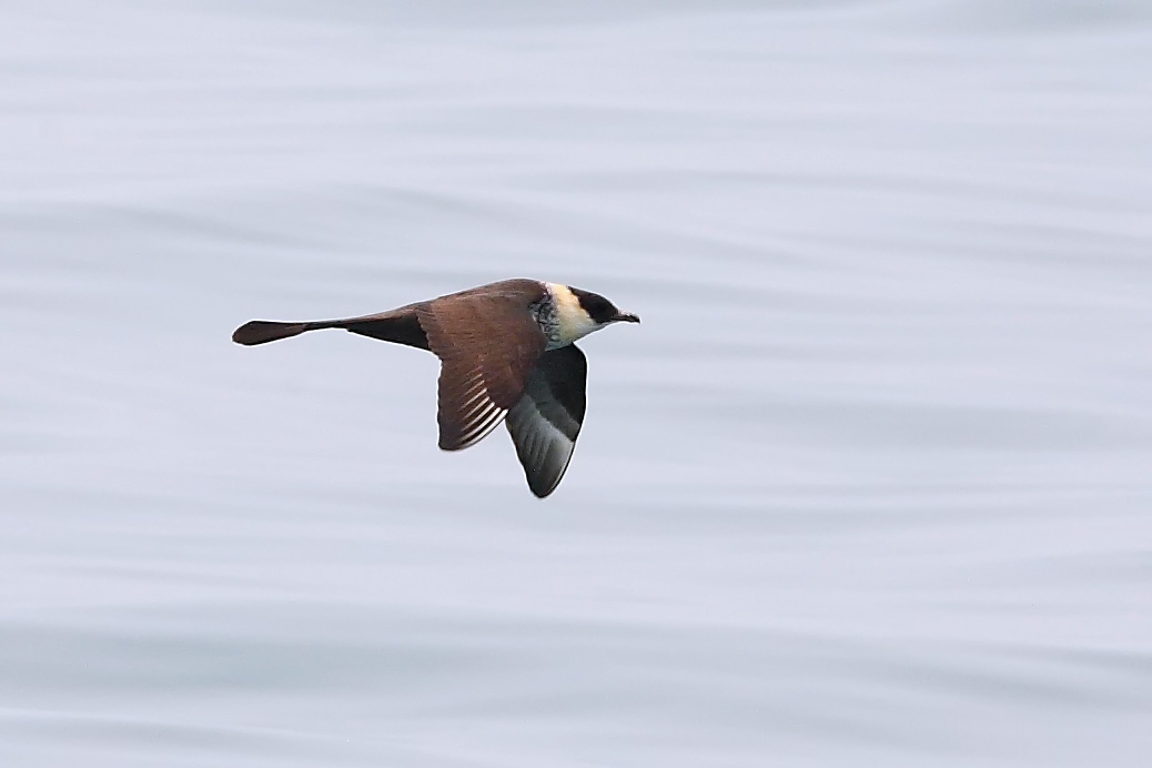 pomarine jaeger-PT-090405-1.JPG