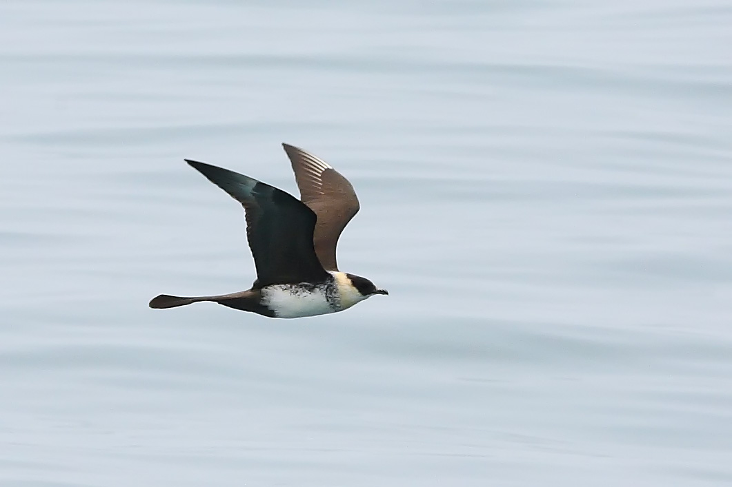 pomarine jaeger-PT-090405-2.JPG