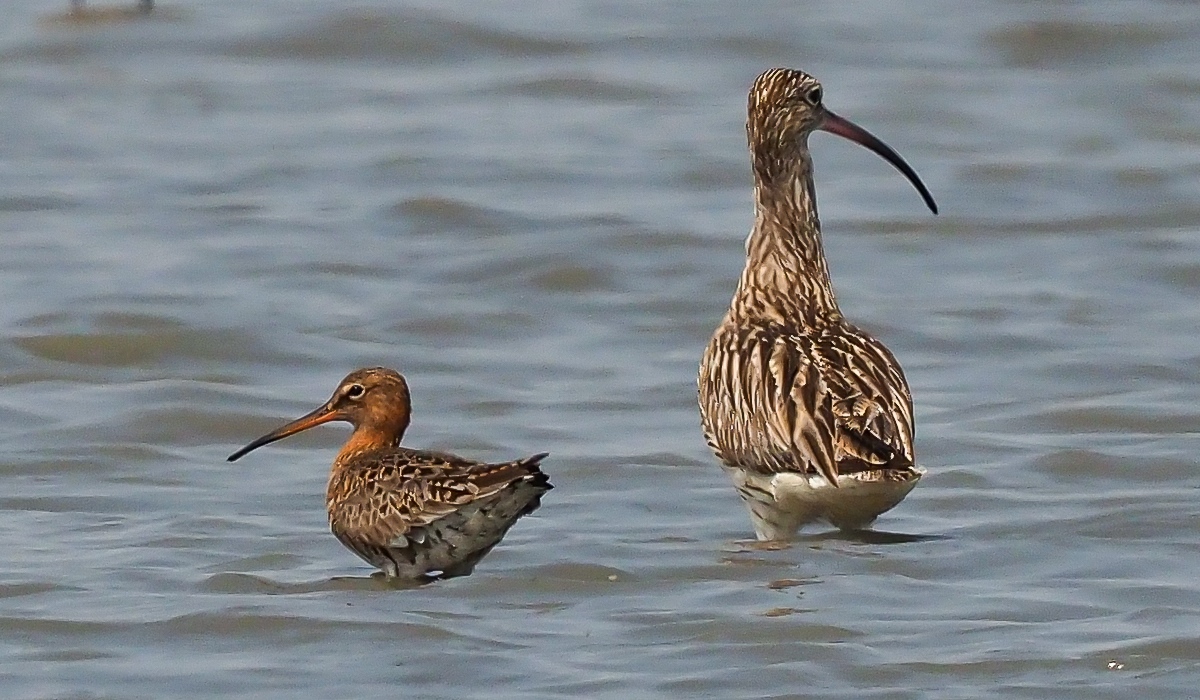 Long-billed Dowitcher.jpg