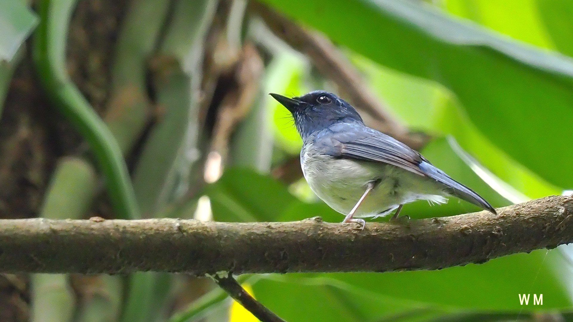 HainanBlueFlycatcher.jpg