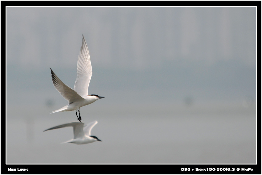 gull_billed_tern2.jpg